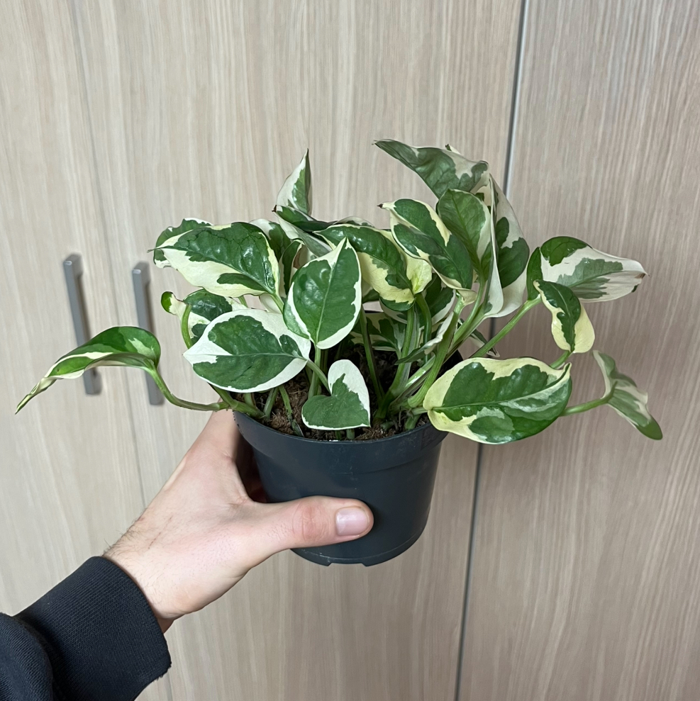 Epipremnum pinnatum njoy